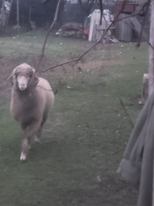 Vând Berbec! 30/35 kg