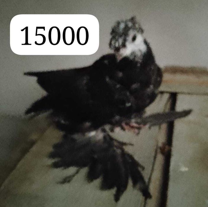 Продам голубей...