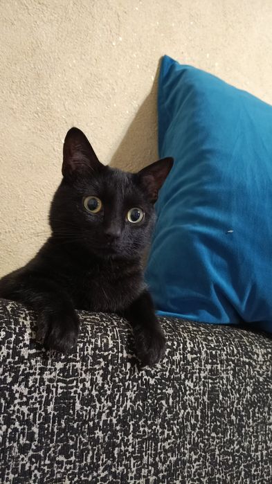 Отдам кота в хорошие руки