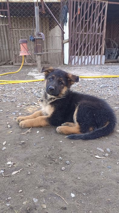 Щенки немецкой овчарки