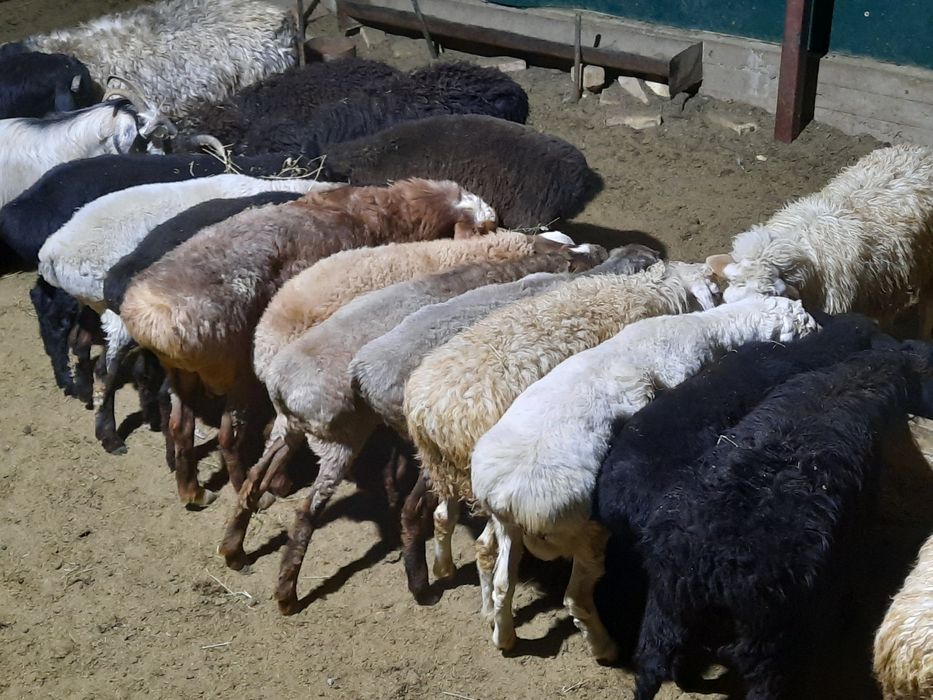 Кой токты тусак кошкар