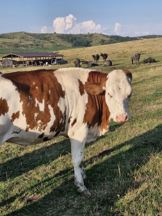 Vand 3 juninci vaca
