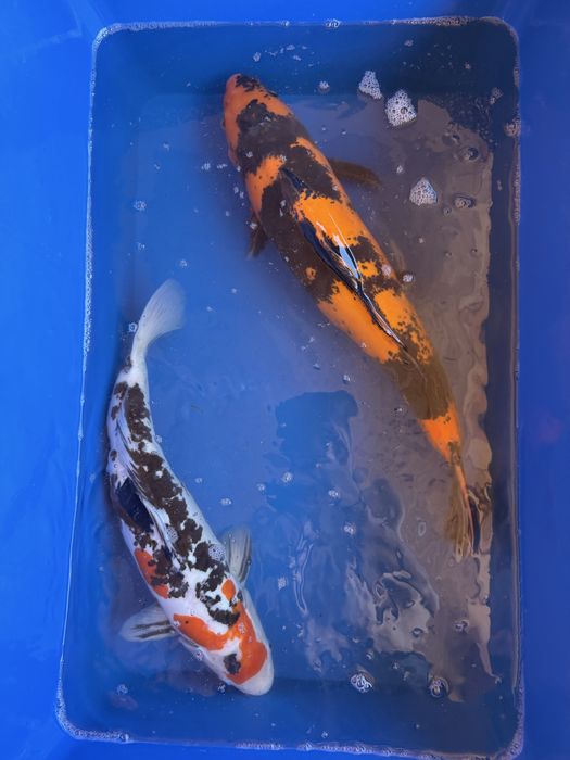 Crap koi japonia