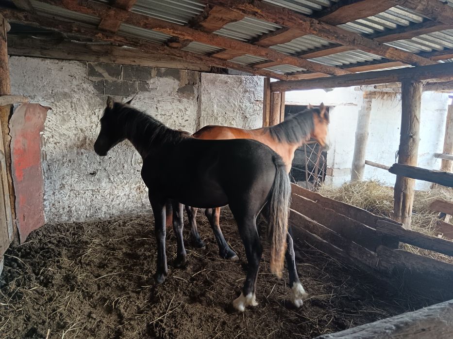 Тайлар бир жылдыктар