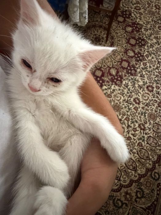 Scottish Fold baby