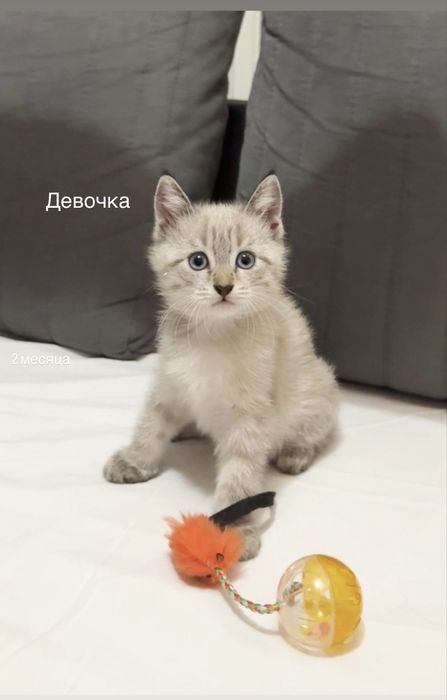 Котята ищут родителей, Алматы