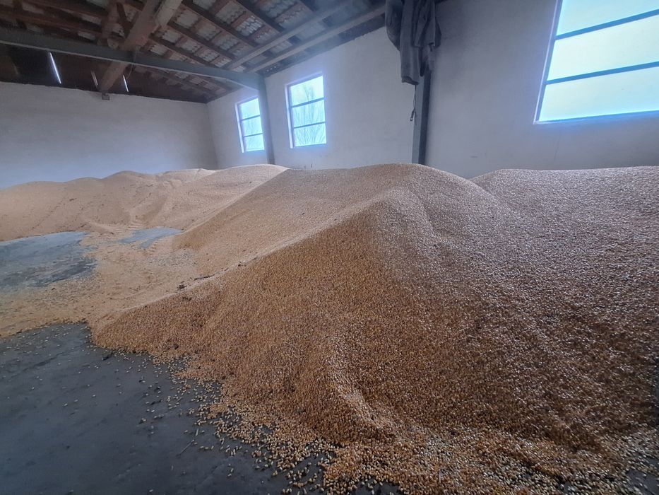 Porumb productie 2025