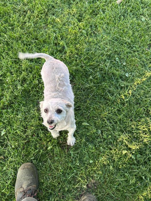 Donez bichon mini