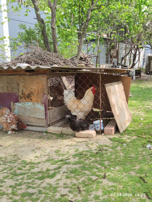 Продаётся чистокровный брама,10 месяцев крупный цвет белое золот