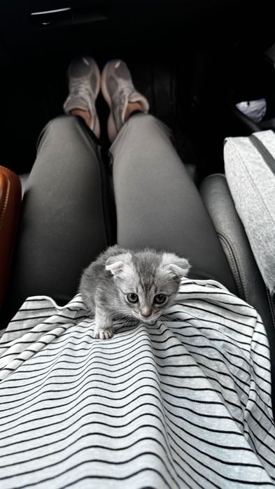 Котенок бесплатно