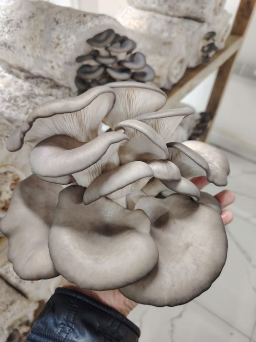 Экологически чистые грибы Вешенка