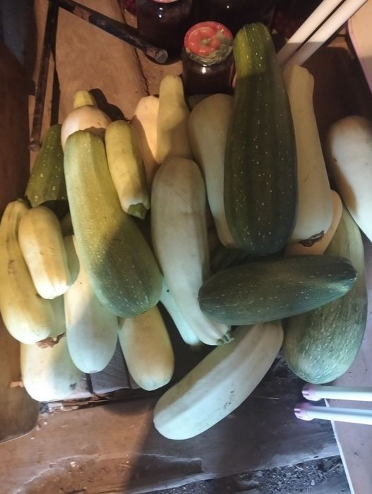Продам кабачки домашние