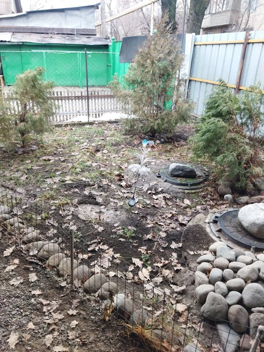 Туя (дерево) ...