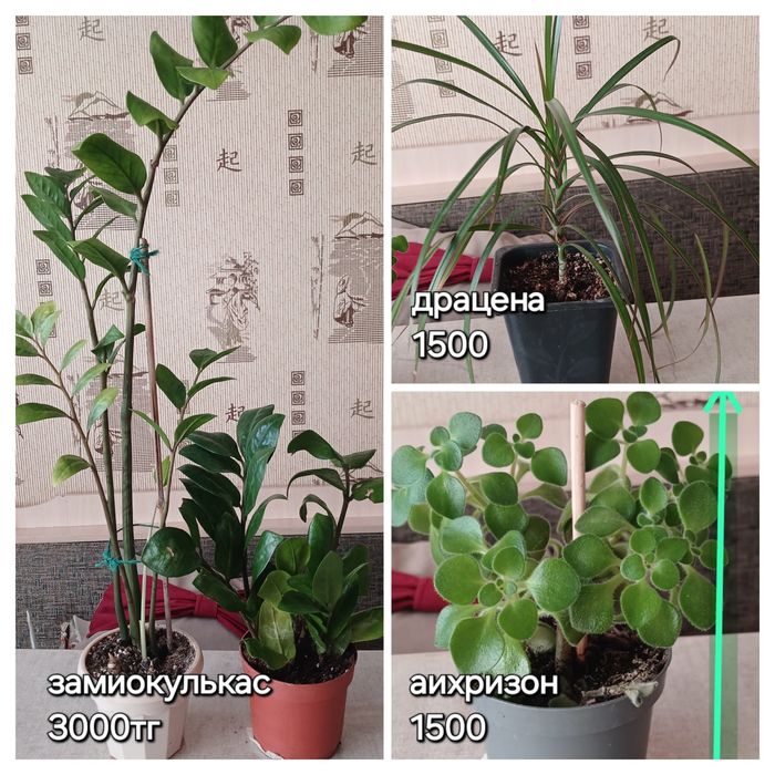 Отростки разных цветов