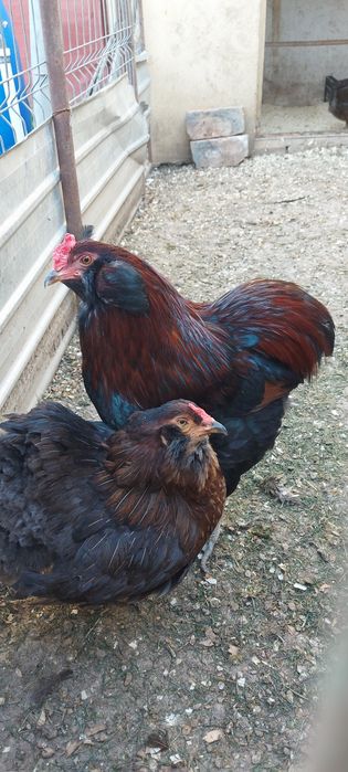 De vânzare oua incubat araucana