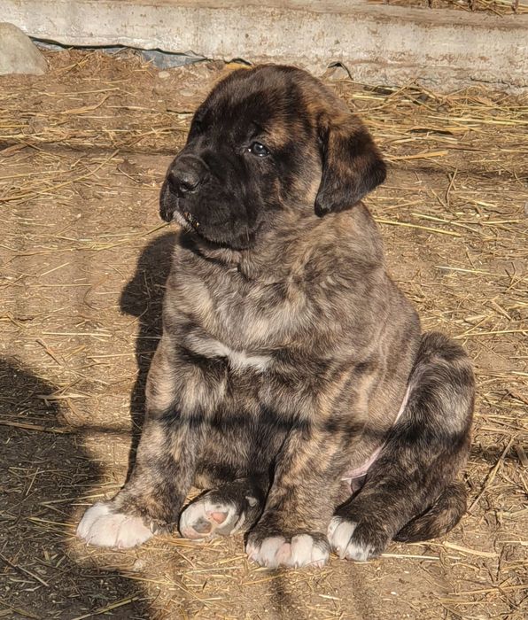 Schimb catei de paza