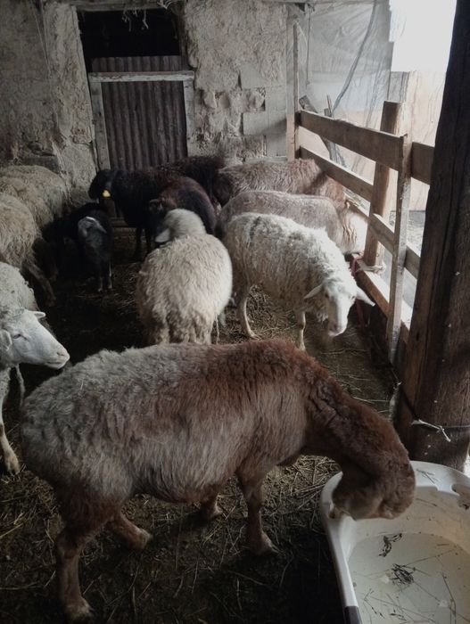 Козлы койлар сатылады