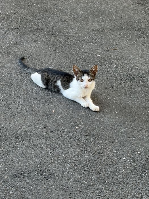 Motănel de 3 luni, salvat de pe stradă, își caută urgent familie în București!