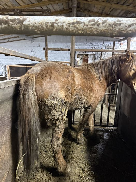 Кобыла с откорма