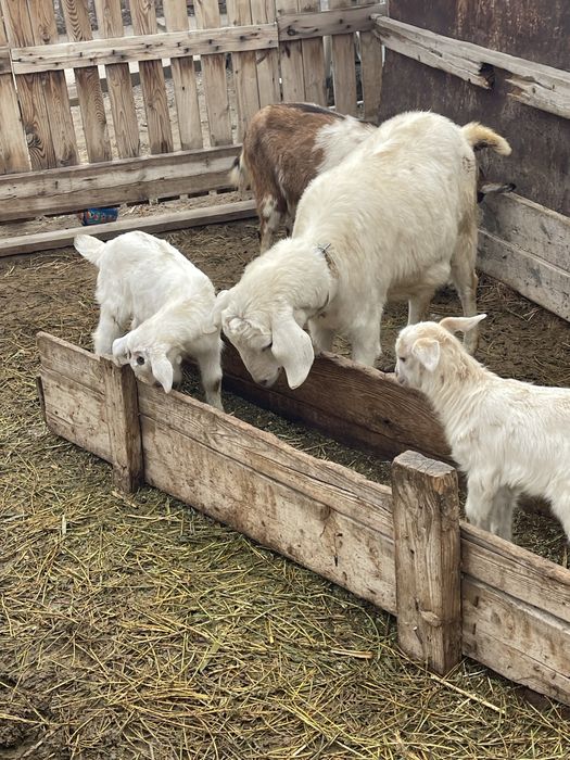 Нуб пародистая сауынды ешкі