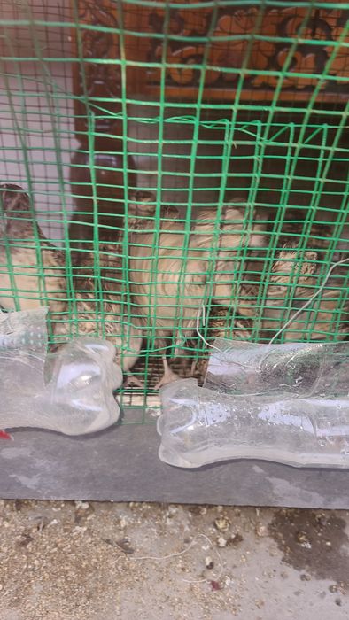 Bedana tuxumda 70 kunli