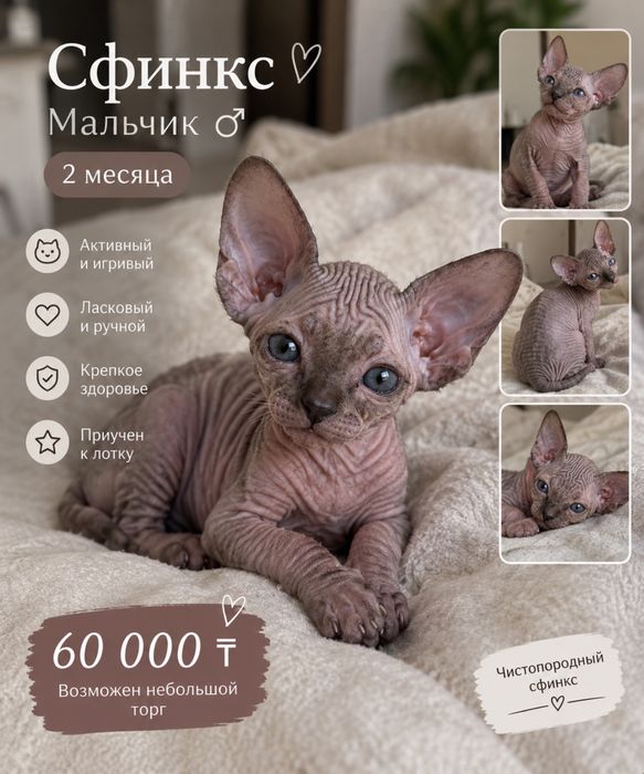 Сфинкс мальчик продам