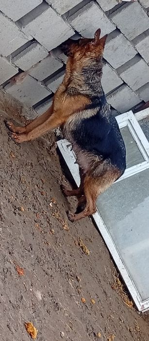 Продам щенков немецкой овчарки.