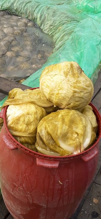 Varza murata de vanzare