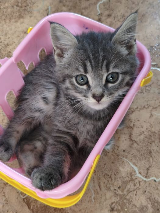 Продам шотландских котят