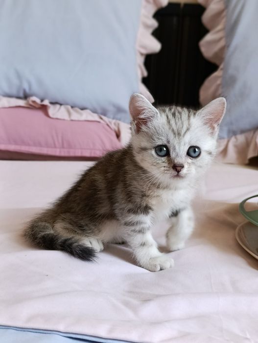 Orgazm paytida ayol chayqaladi