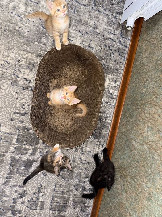 Котята бесплатно домашние