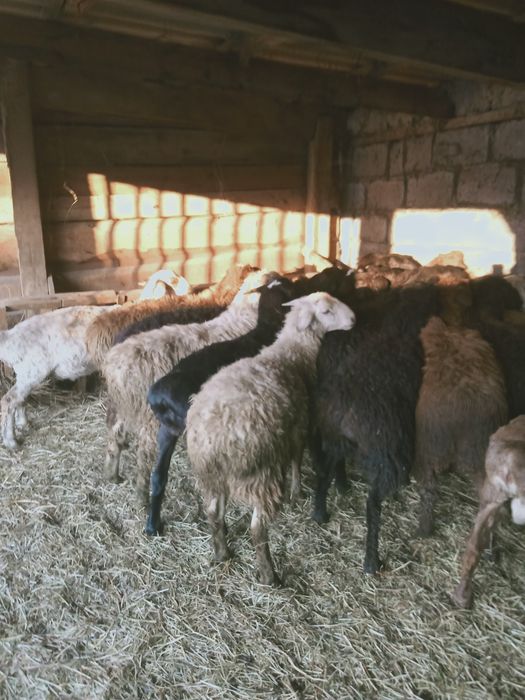 Продам баранов на Курбан Айт
