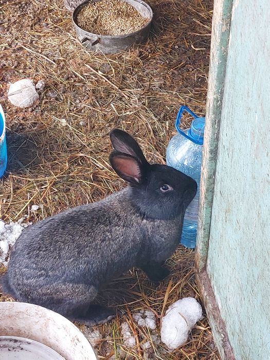 Кролихи покрытые. Находимся в ДСР