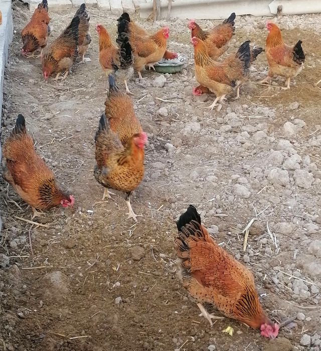 100% домашний тухум