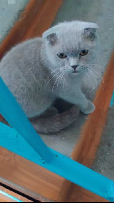 Чей котенок в подъезде?