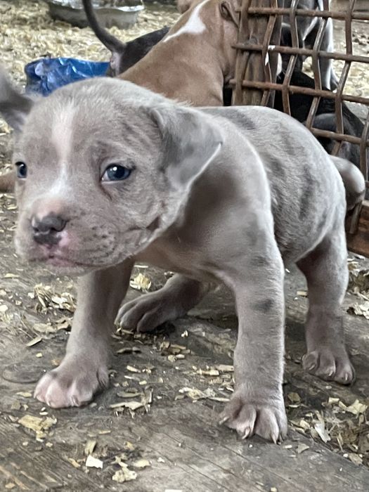 Американский булли