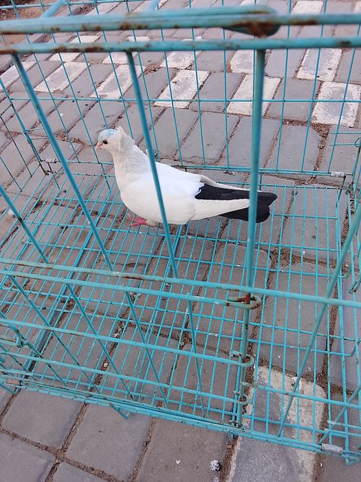 Продам голубку. .