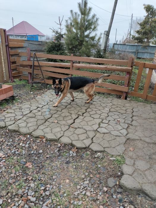 Щенки немецкой овчарки