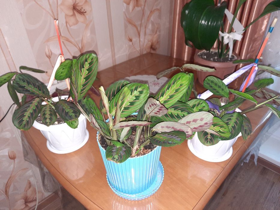 Продам комнатные цветы