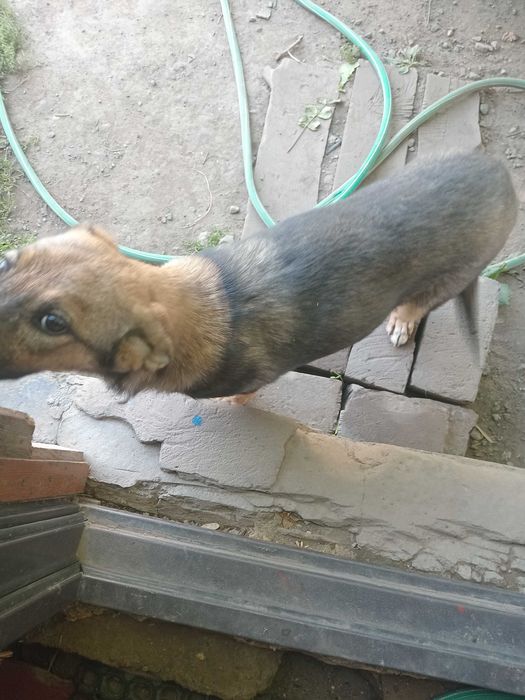 Отдадим собачку даром