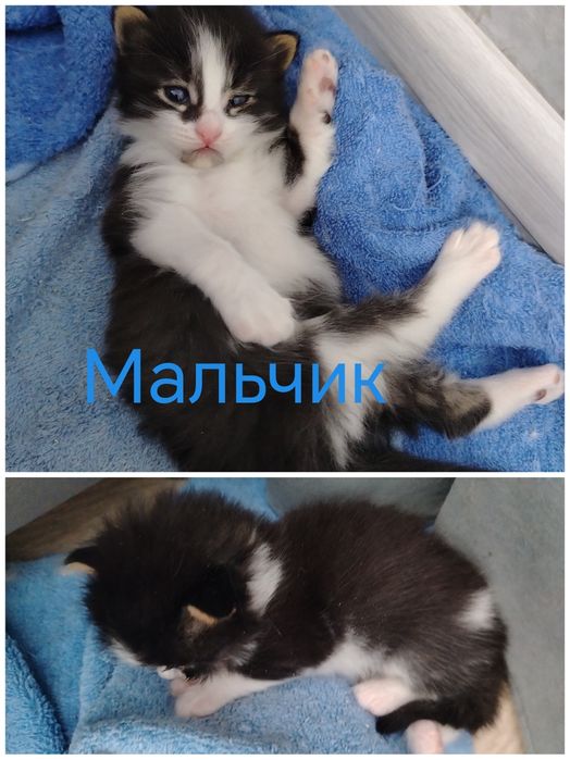 Отдам котят в добрые руки