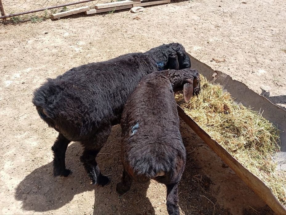 Quzilar sotiladi 2mlndan