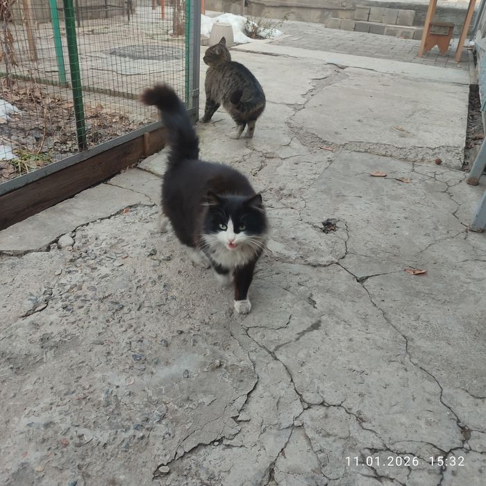 Кошечка в хорошие руки, 9 месяцев.