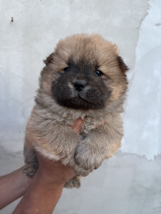 Chow Chow 6 saptamani