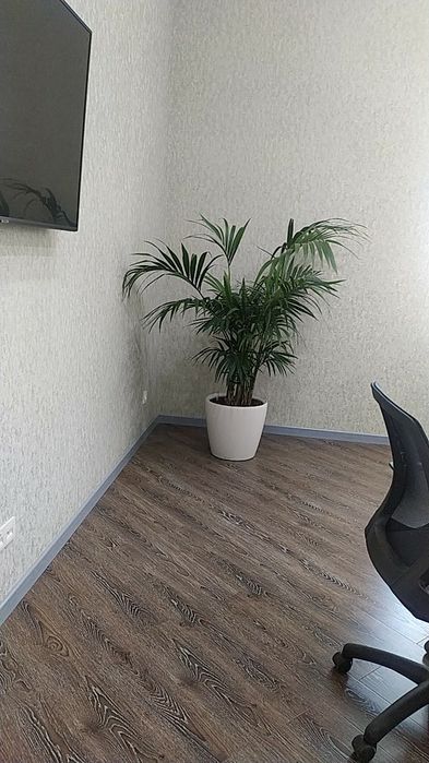 Уход за офисным и комнатные растениями