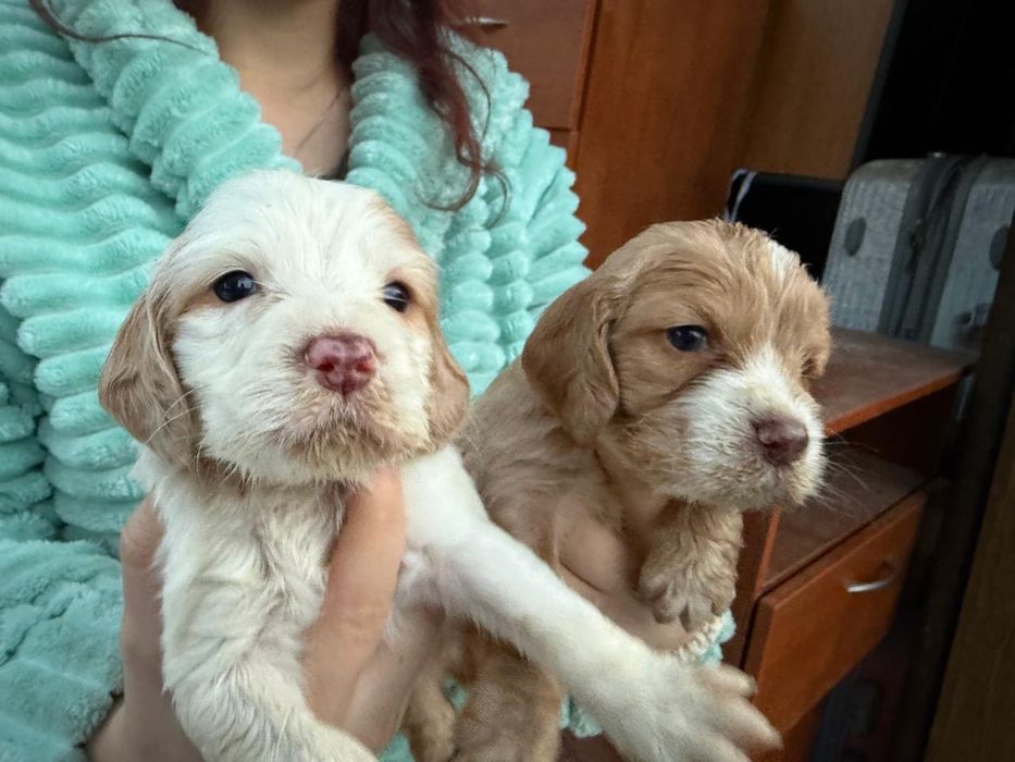 Продам русских спаниель