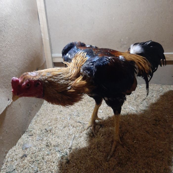 Хуроз.зоти Кореа.