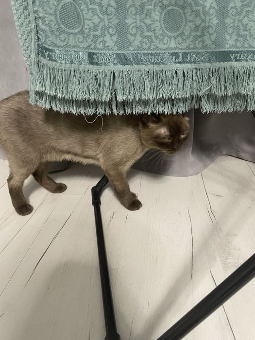 Европейская бурма кошка