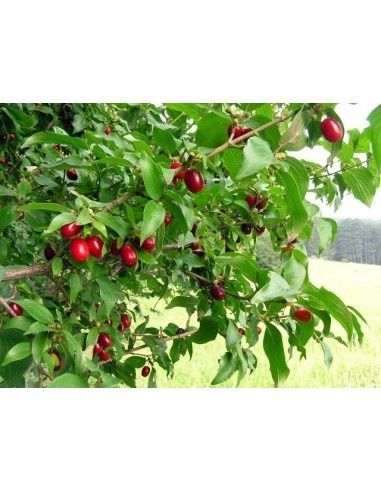 Arbuști Fructiferi Corn