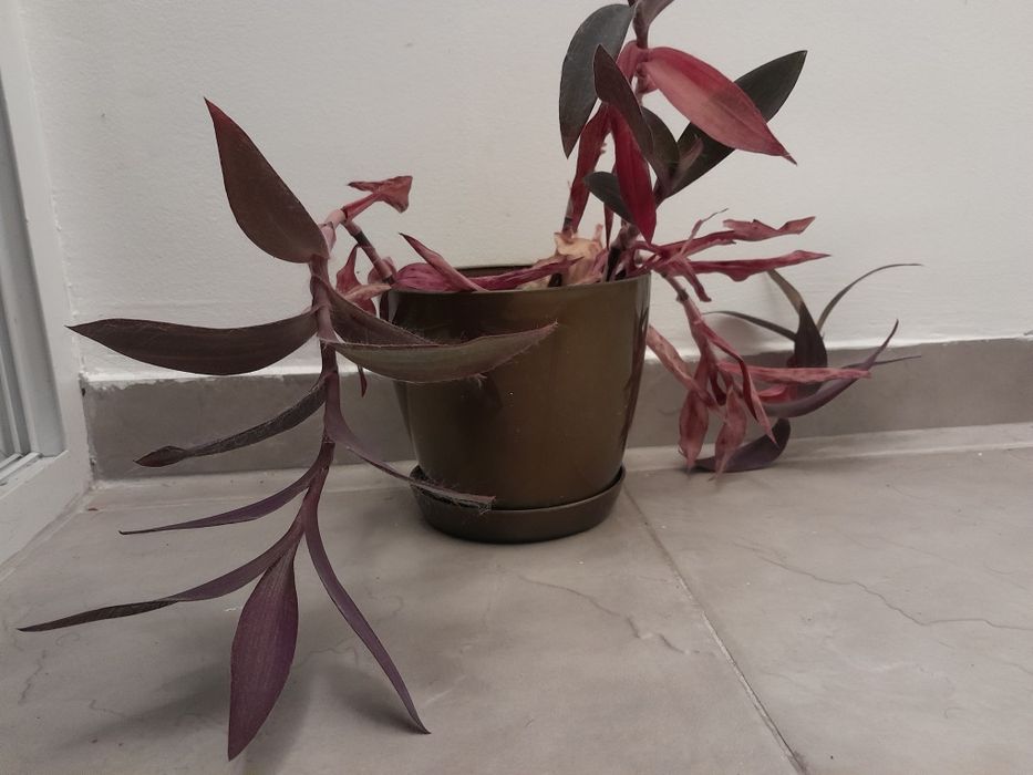 Лилава традесканция